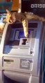 Un chat embaucher par une banque pour proteger son Distributeur de Billets