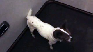 LiveLeak.com - Cute Chihuahua Pancho Chases Through Corridors