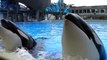 Happy 13th Birthday, Ikaika! _ SeaWorld® San Diego