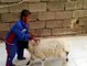 See How Father is Taking Video when a Lamb Kept on Attacking his own Child