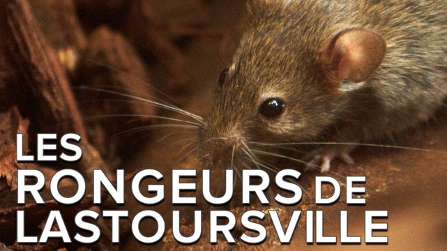 Un astucieux piège aide à identifier les rongeurs des grottes de Lastoursville