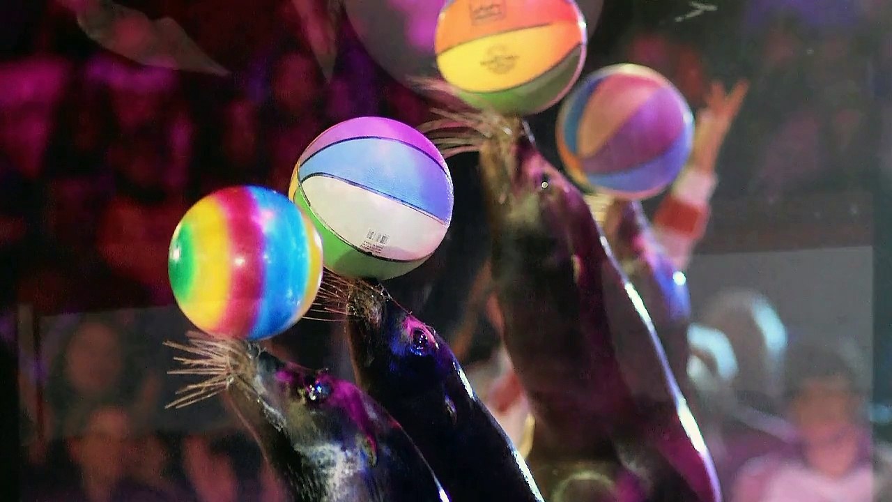 La complainte du phoque en Alaska (Duo avec Sophy)