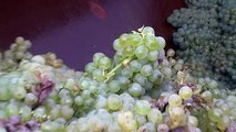 Les vendanges commencent dans la sérénité