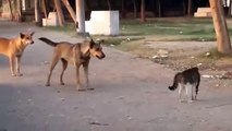 Brave Cat vs dogs one cat and five Dogs, guess who wins