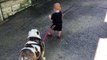 Baby boy tries to walk 35kg Bulldog and falls down... Cute and so funny!