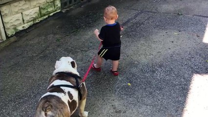 Un bébé de 11 mois essaie de promener un bulldog de 35kg... Pas gagné