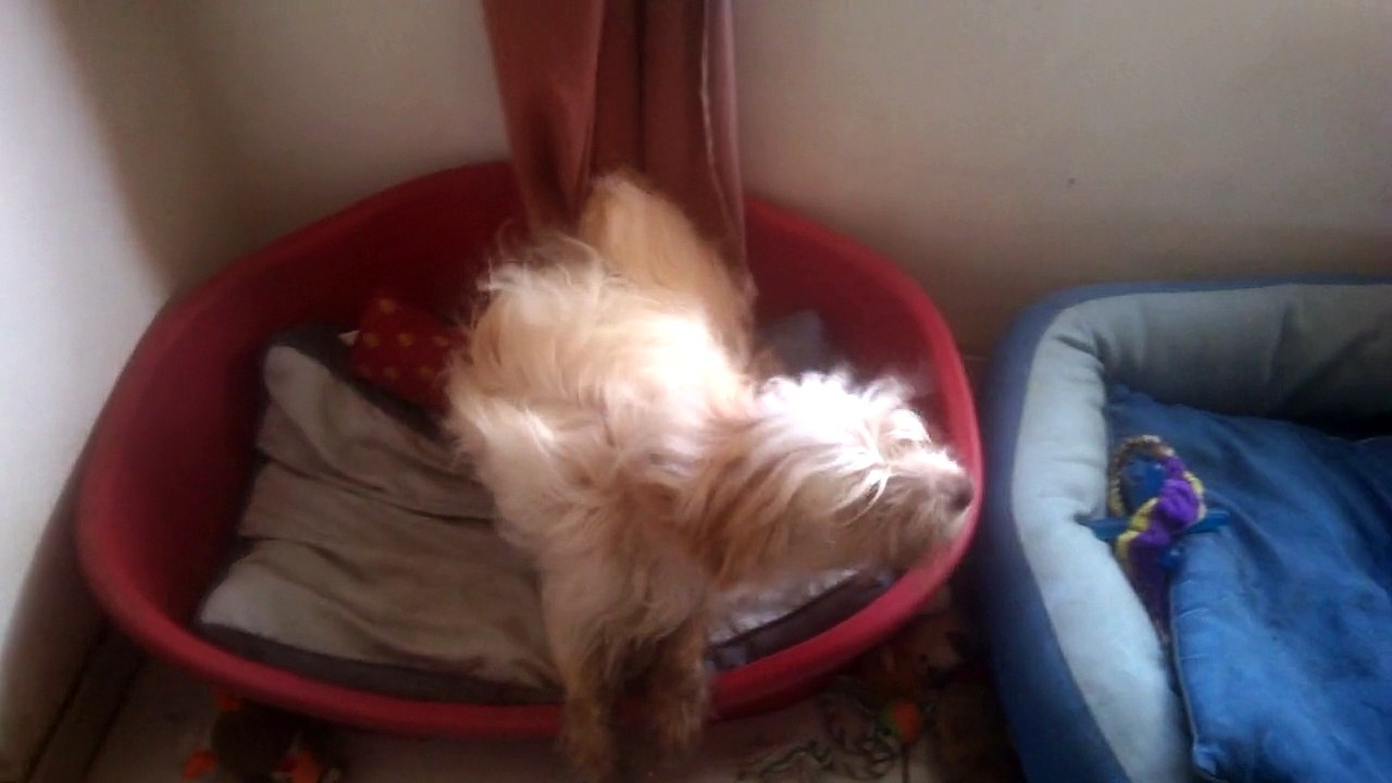 Benji a eu du Cothivet !!!