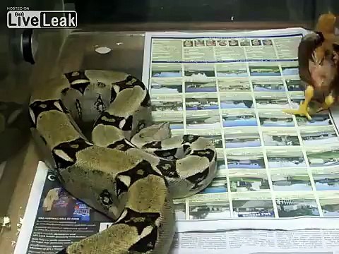 LiveLeak.com - -★BOA CONSTRICTS CHICKEN★- *LIVE-FEEDING*