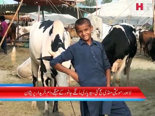Lahore Maweshi Mandi News - HTV
