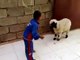 When a lamb kept on attacking his own child see how father is making video