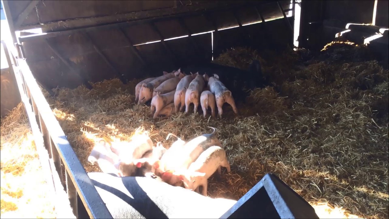 cochons a la ferme pig farm animals kids videos
