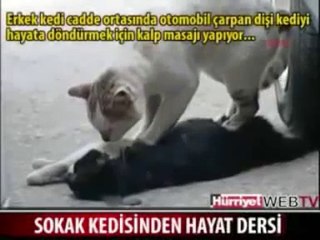 Vidéo choc : ce que va faire se chat pour sauver son compagnon va vous surprendre