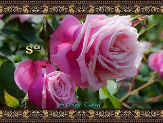 Sabahat AKKİRAZ *GÜLFİDAN*