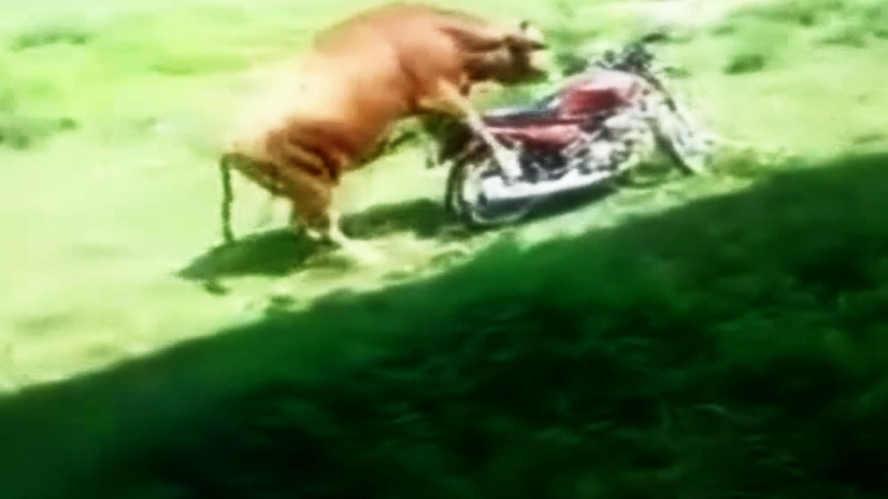 Bull mate with bike