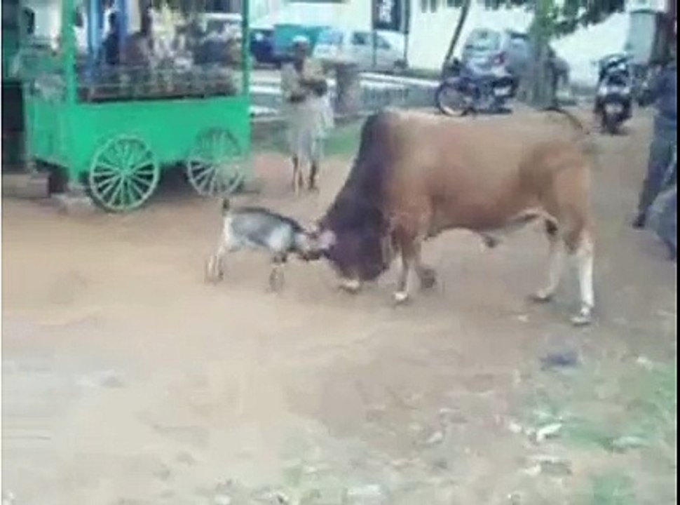 سبحان الله ماعز صغير يهاجم ثورا بحجم الفيل عجيب جدآ