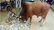 Brave Goat Wrestles Giant Bull