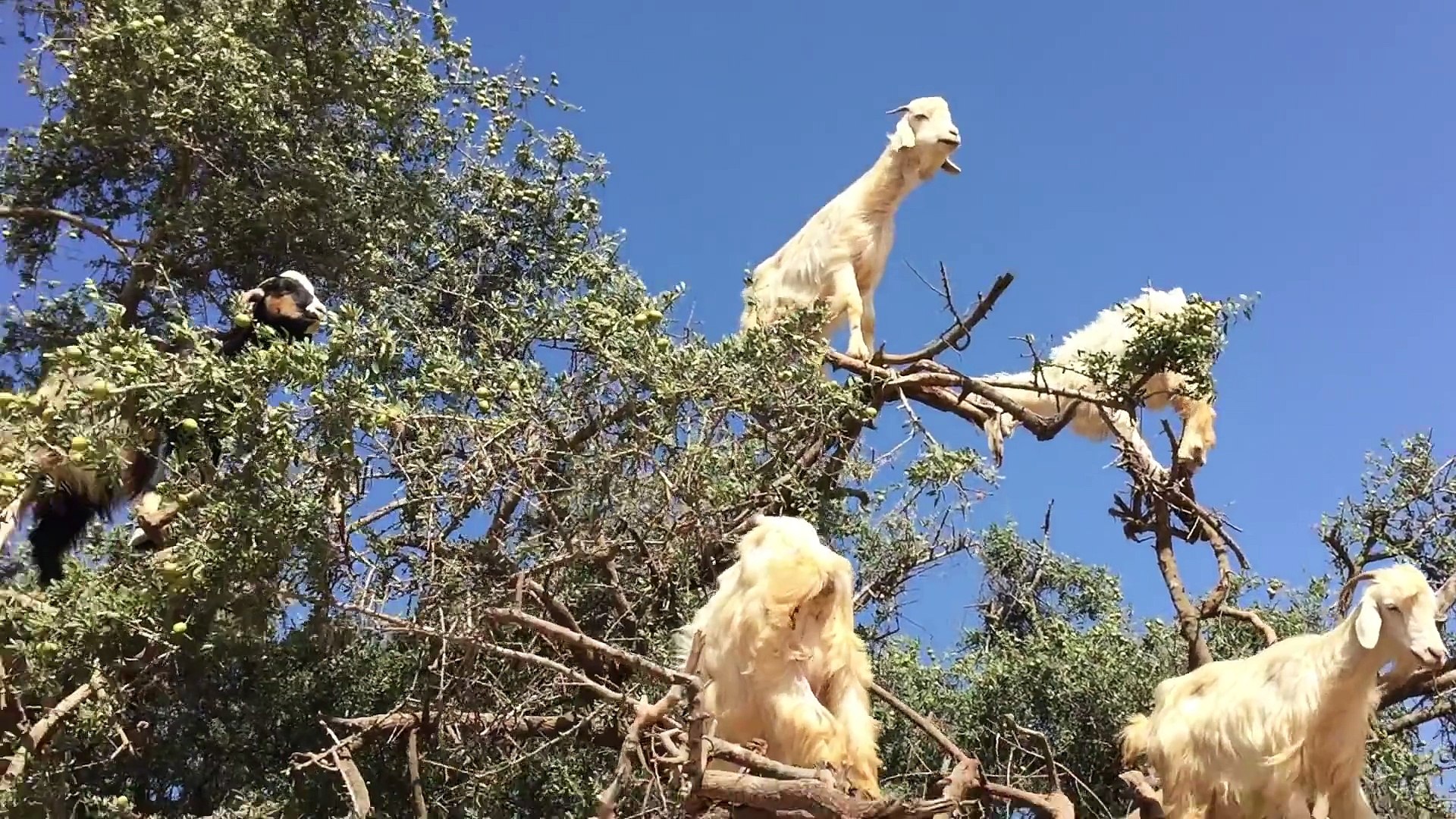 ⁣Goats climbing argan trees morocco