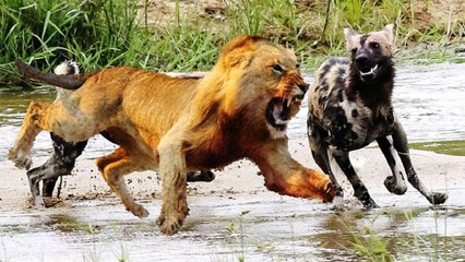 Aslan Sırtlan Sürüsüne Saldırdı