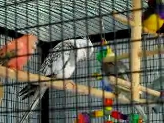 Phénix joue jouet maison