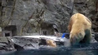 Un ourson sauvé de la noyade par sa maman