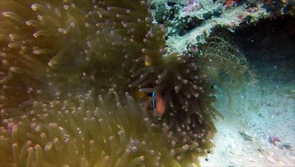 11 September - Tioman Trip - Angelo's group - Adv/leisure