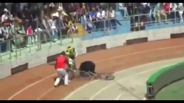 Hãi hùng gấu ăn thịt khỉ khi đang biểu diễn xiếc