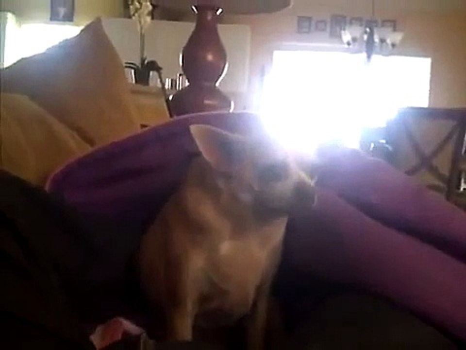 Fart on Dog