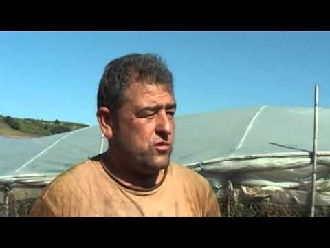 Lushnjë, fermerët e dëmtuar nga moti kërkojnë dëmshpërblim