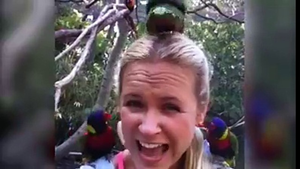 animels funny video most funny