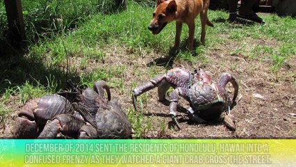 Large Animals You've Never Seen Before