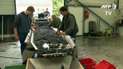 Les vins d'Henri Jayer atteignent les sommets