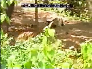 Monkey Trolling Tigers