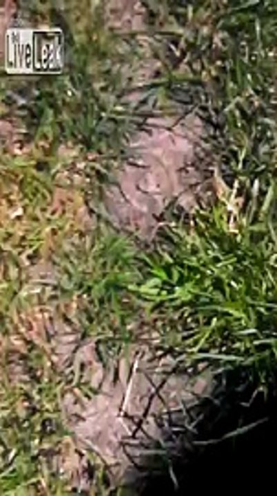LiveLeak.com - LEAKED ---- How to like Hannah Montana