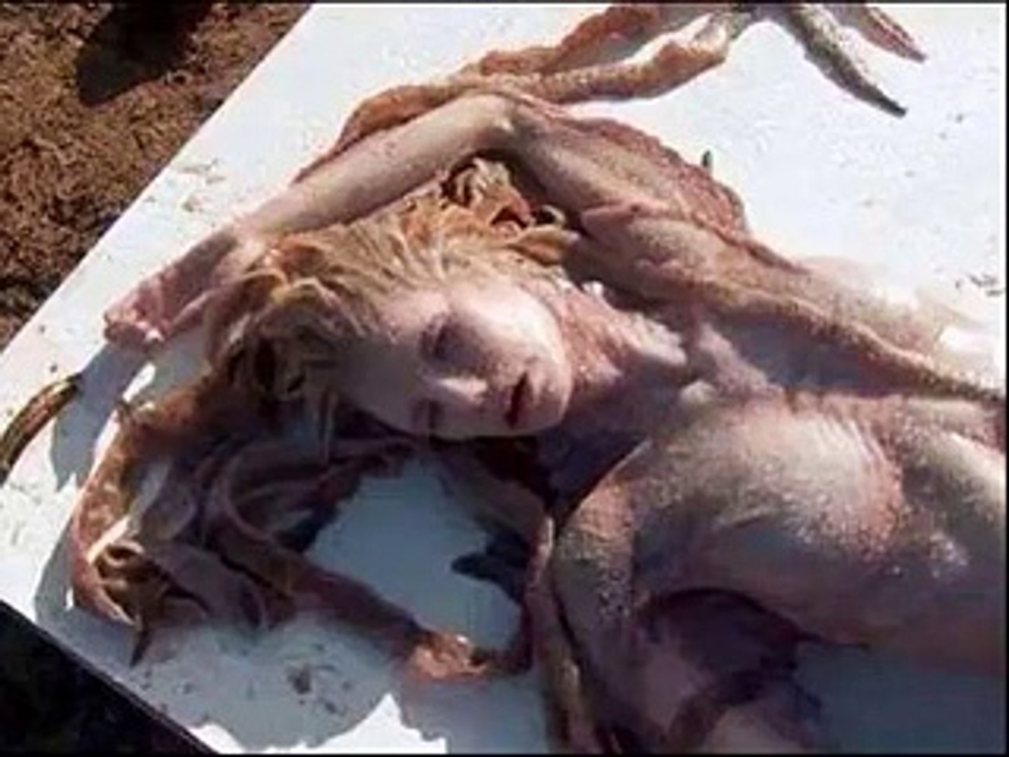 A Real Life Mermaid (Jalpari) Found in Mexico - Shocking & Amazing Video -  SubhanALLAH - Video Dailymotion - video Dailymotion