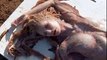 A Real Life Mermaid (Jalpari) Found in Mexico - Shocking & Amazing Video - SubhanALLAH - Video Dailymotion