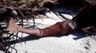 Real Mermaid Found Dead On Beach After Hurricane - Clear Video - Video Dailymotion