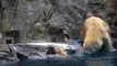 Help me! Polar Bear cub can't swim yet