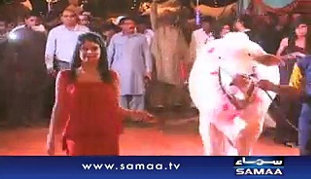 Shocking Videos: Is Models Cat Walk With Bulls Is Right? What They Want To Prove?