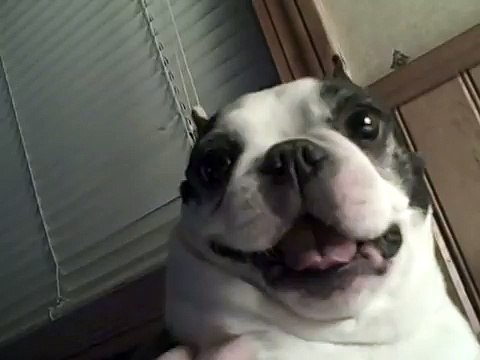 Boston Terrier dog likes his belly tickled! Funny face ~ CUTE! (Original) [Full Episode]
