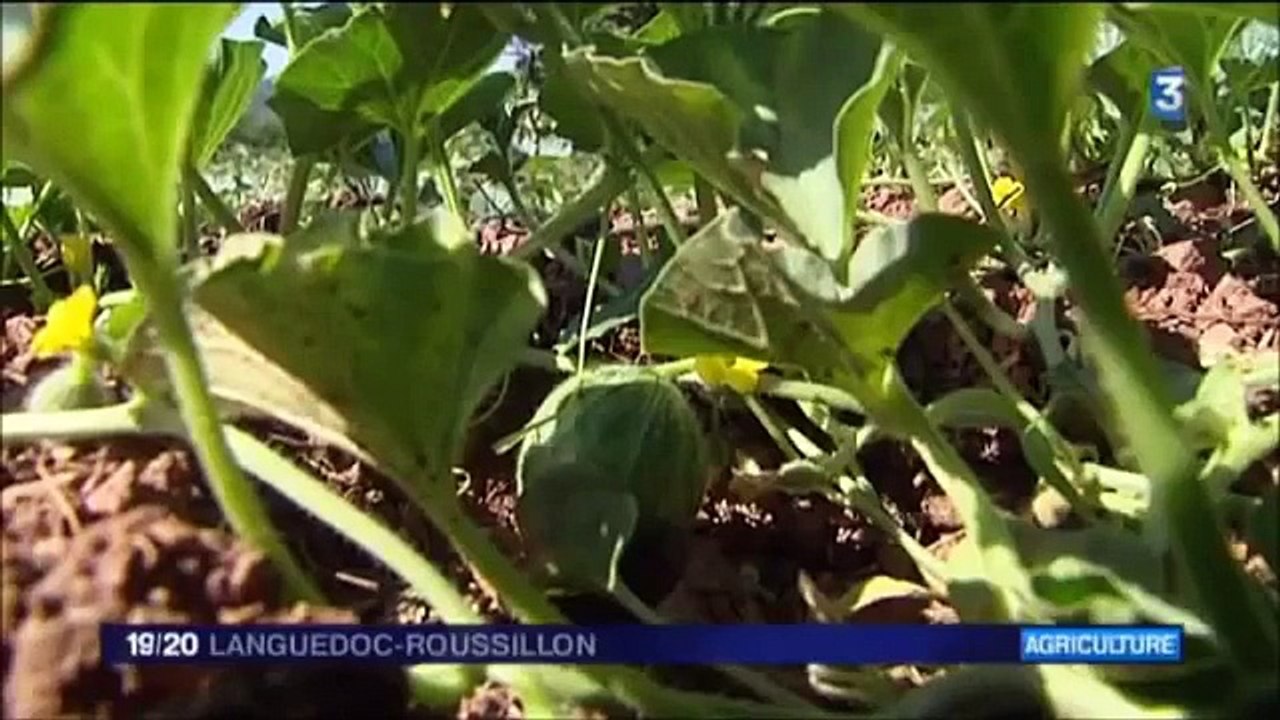 Ce mec réussit à faire pousser des légumes sans eau ! Sauvera-t-il la planète ?