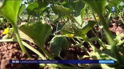 Ce mec réussit à faire pousser des légumes sans eau ! Sauvera-t-il la planète ?