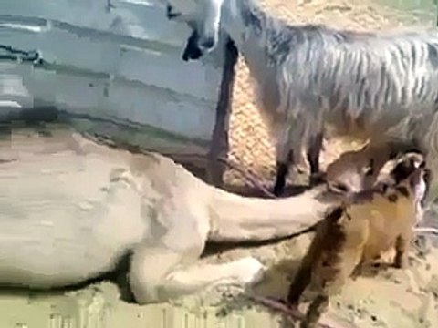 funy videos clip never seen like this video must watch - Video Dailymotion