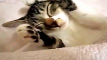 Funny Cats Sleeping videos recientes!  Funny Cats Sleeping recent videos!