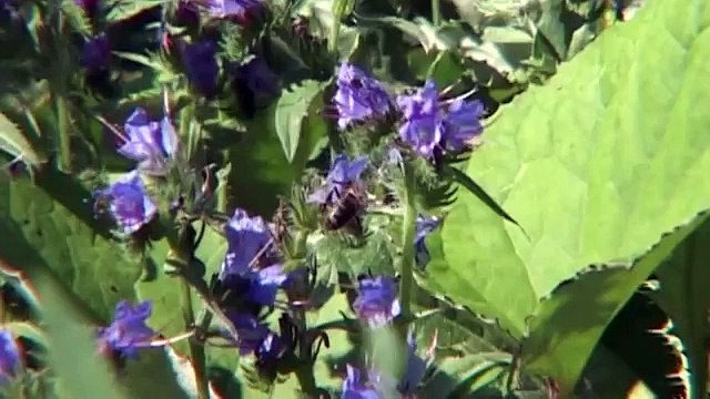 Erkan Ergezer - Ardahanım - Mehmet Ali Arslan Videos