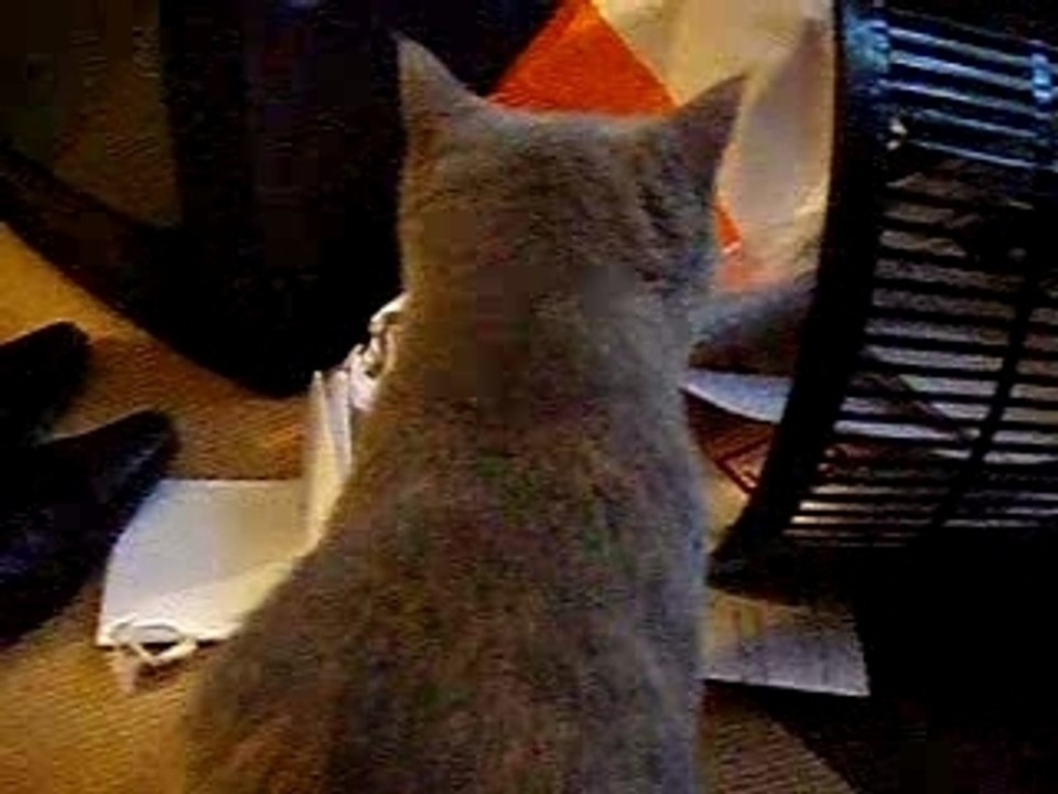 le chat-poubelle