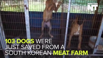 Over 100 Dogs Saved From South Korean "Meat Farm"
