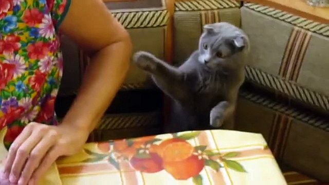 Британская вислоухая кошка хочет мяса!