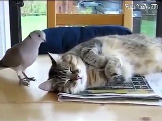 Голубь стебается над котом!