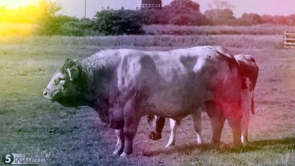 من عجائب عالم الحيوان البقرة البلجيكية العملاقة