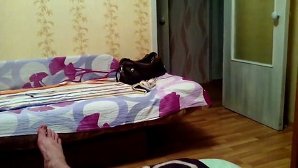 Кот думает что он собака)))